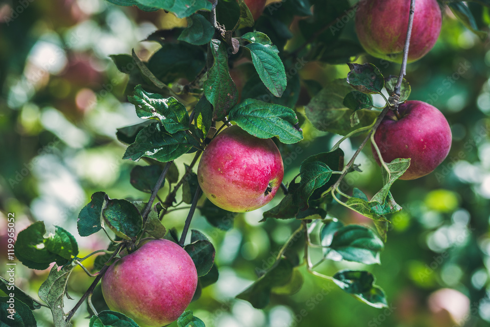 Fresh red harvest apples on tree branch in garden Fresh red harvest apples on tree branch in garden