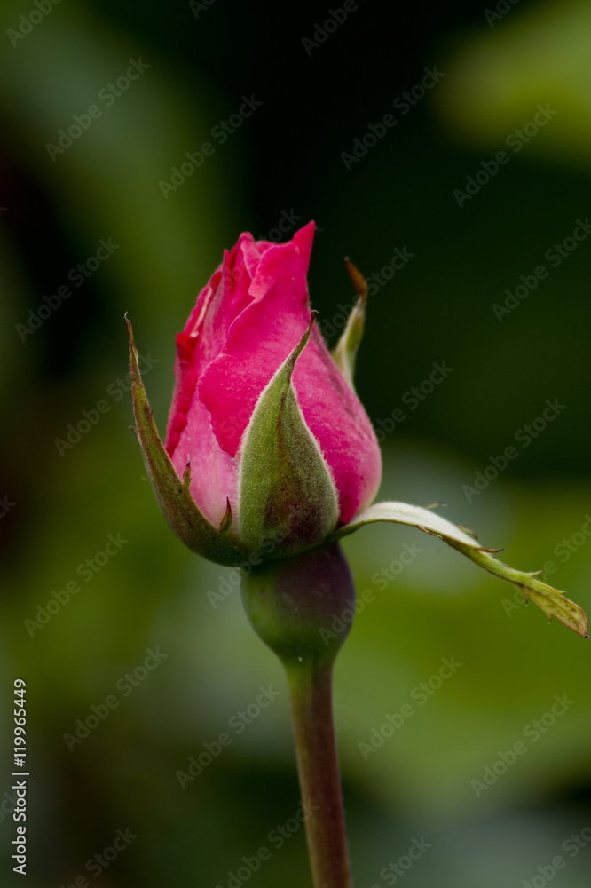 Rose Rose