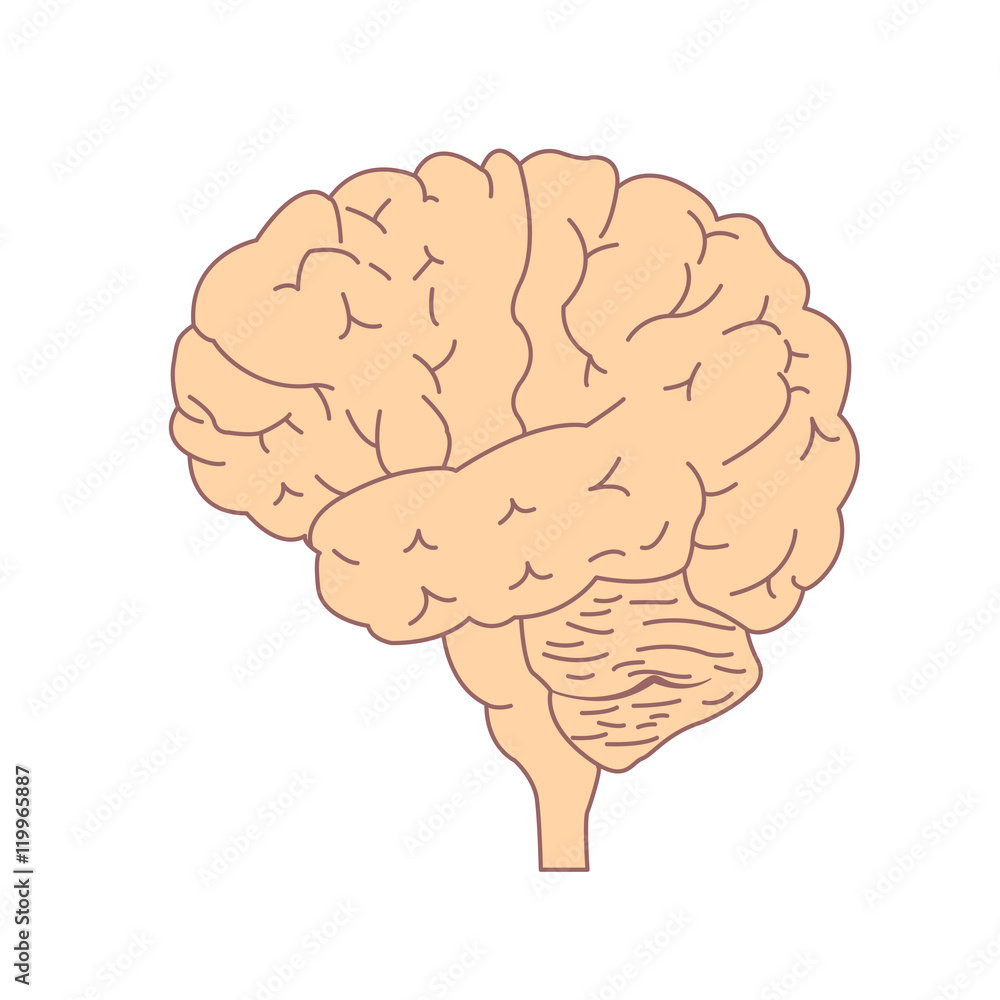 Isolated brain side view. Illustration of human brain for medical