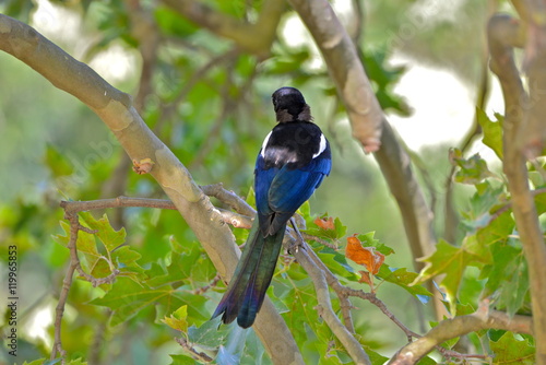 Foto Magpie, bird on a tree