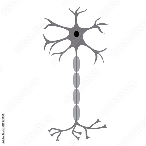 Nerve Cell Neuron, isolated on white background