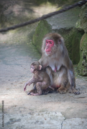 Sticker baby monkey with mother monkey zoo Africa mammal animal