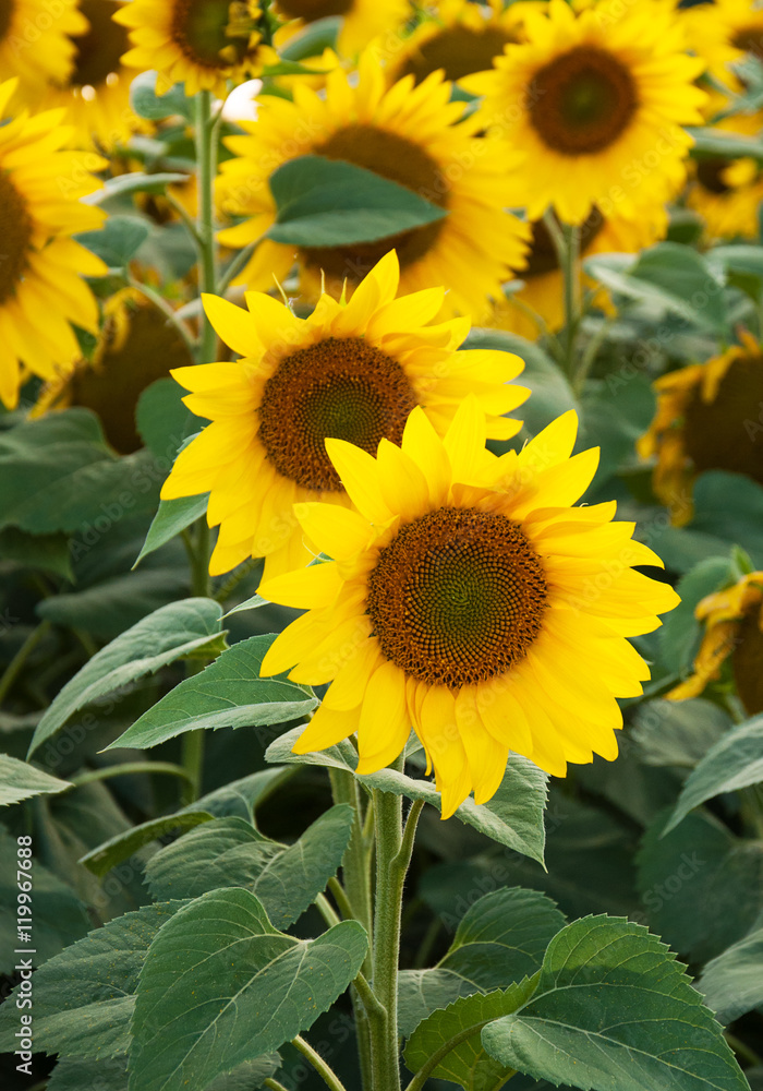 Obraz premium Field with sunflowers