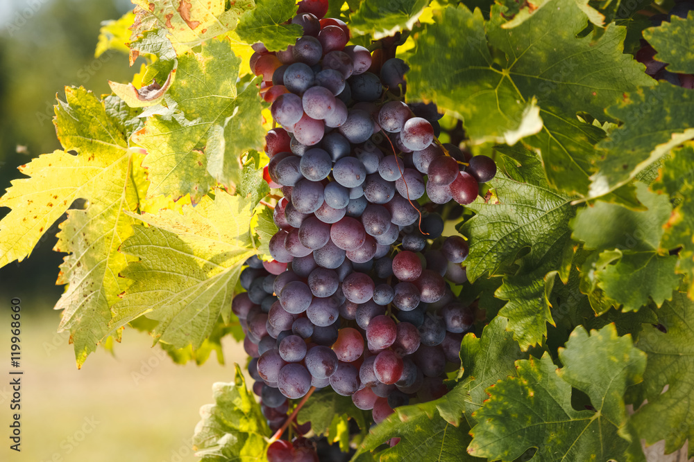 Red Grape Hanging from the Vine during sunset. Red Grape Hanging from the Vine during sunset.