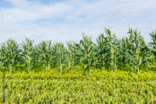 Corn plants were grown in the field of rural farmland