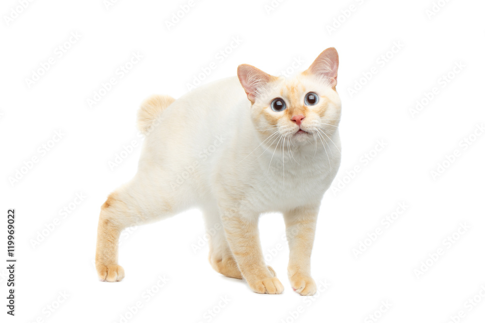 Funny Breed Mekong Bobtail Cat Blue eyed, Standing and Staring in Camera Isolated White Background, Color-point Fur