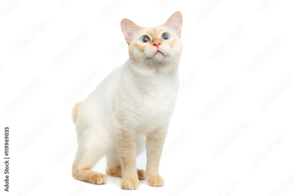 Beautiful Breed Mekong Bobtail Cat with Blue eyes Sitting and Curious Looking, without tail on Isolated White Background, Color-point Fur