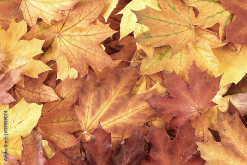 Maple leaves background