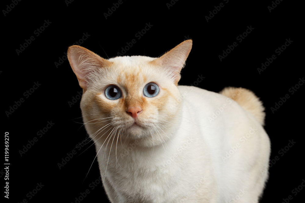 Close-up Curious Breed Mekong Bobtail Cat Blue eyed, Staring Isolated Black Background, Color-point Fur