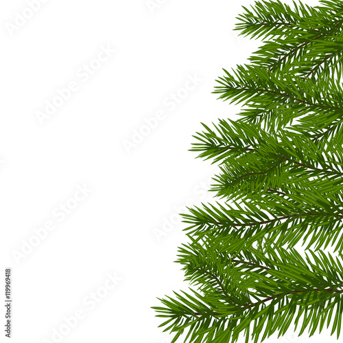 Green lush spruce branch. Fir branches. Isolated on white illustration