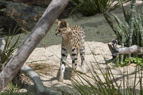 Serval a wildcat standing on sand