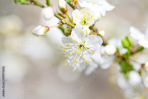 Spring Flowers Blossom In Sunny Day © rokvel
