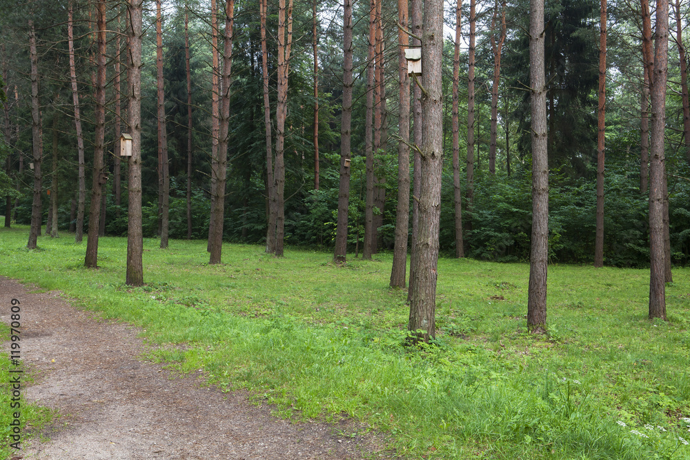 Obraz premium A path through the pine forest. Bird houses on the trees. 