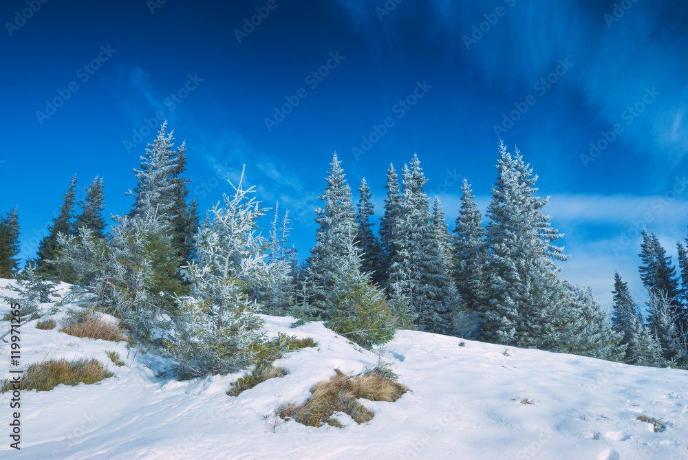 Fir trees covered with fresh hoar frost Fir trees covered with fresh hoar frost