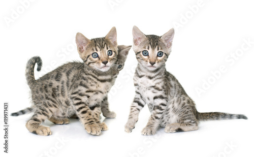 bengal kitten in studi