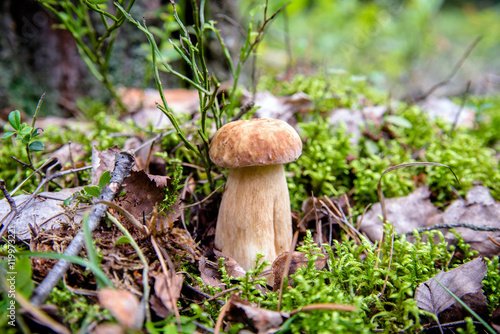 boletus mushroom growing in a pine forest 