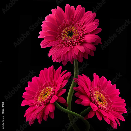 Pink or red gerbera with stem isolated on black background