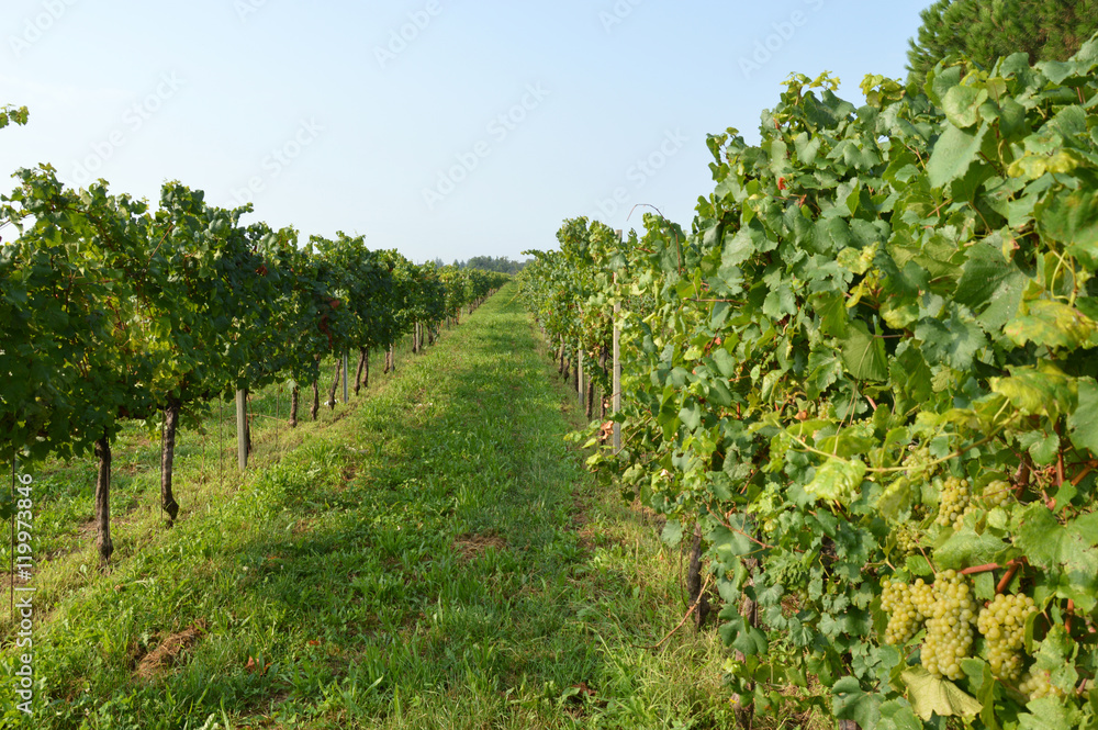 Bunches of grapes in a vineyard before harvest