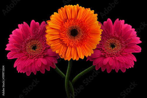 Pink and orange gerbera with stem isolated on black background