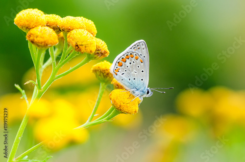 Photography Plebejus idas, Idas Blue or Northern Blue, is a butterfly in the family Lycaenidae
