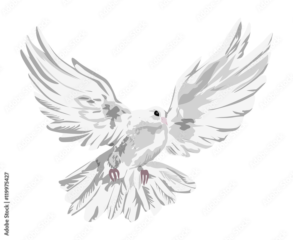 Isolated drawn dove. White pigeon symbol of love , piece and freedom