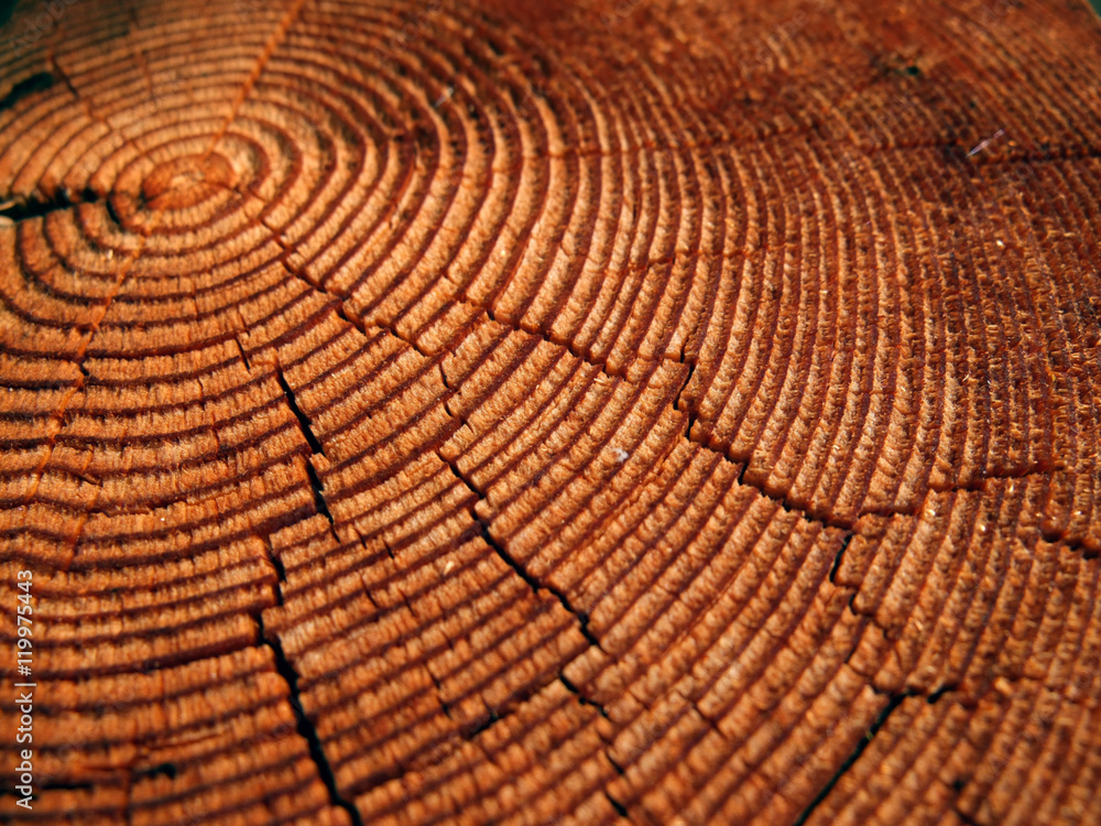 Fototapeta premium Slice From A Tree