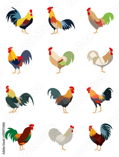 Colorful set of various roosters, cartoon style vector illustration isolated on white background. Collection of color block rooster in 12 different color variations