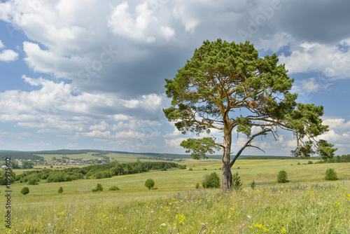 solitary pine tree stands alone against blue sky with forest