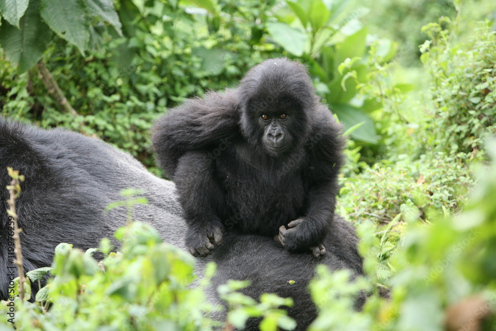 Fototapeta premium Wild Gorilla animal Rwanda Africa tropical Forest