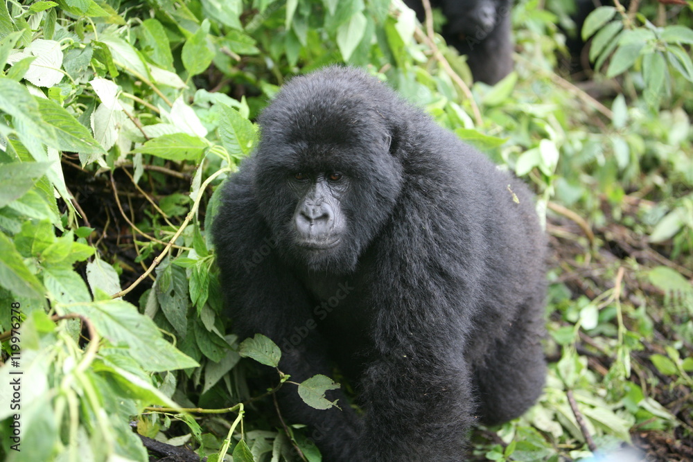 Wild Gorilla animal Rwanda Africa tropical Forest Wild Gorilla animal Rwanda Africa tropical Forest
