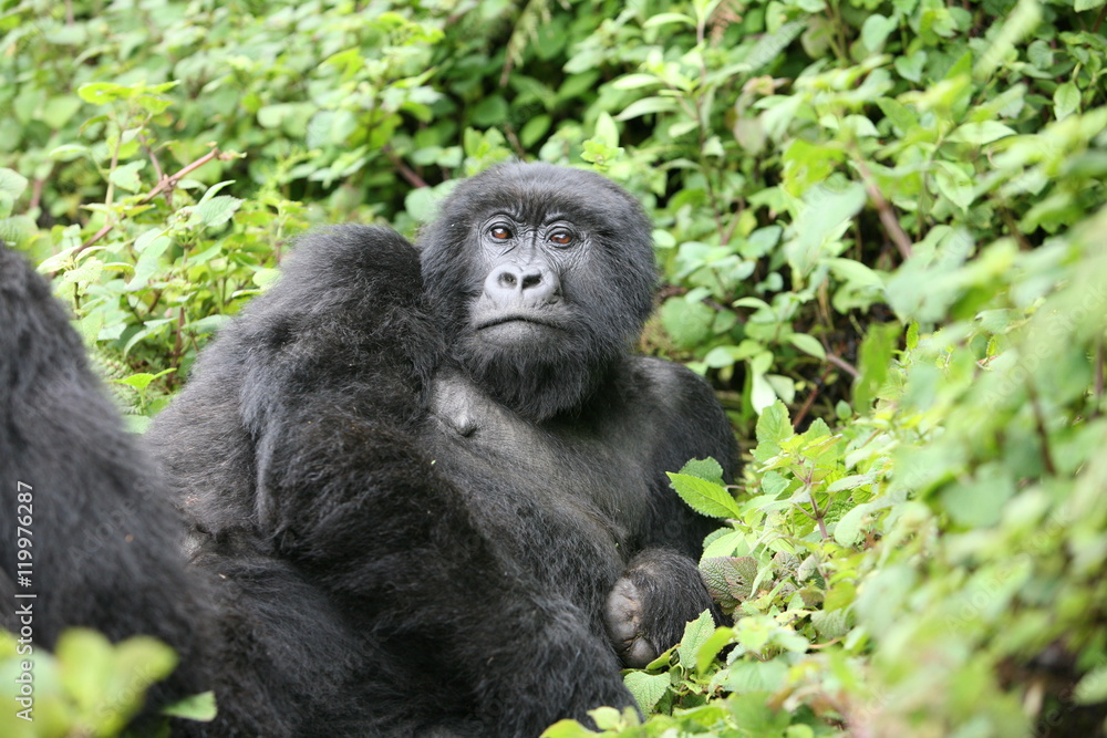 Wild Gorilla animal Rwanda Africa tropical Forest Wild Gorilla animal Rwanda Africa tropical Forest
