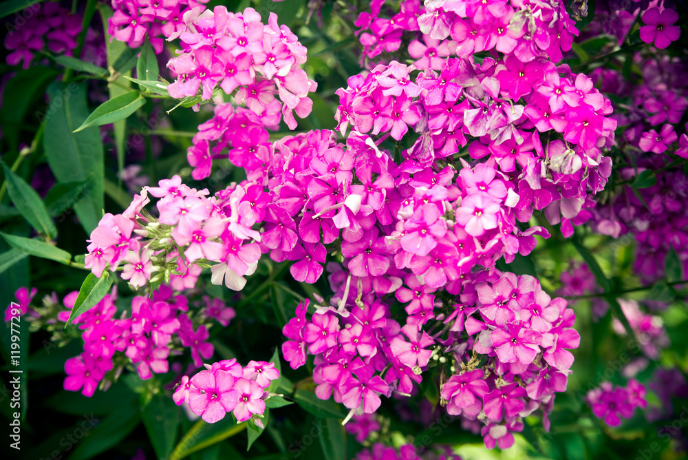 Phlox paniculata is growing in the country garden Phlox paniculata is growing in the country garden