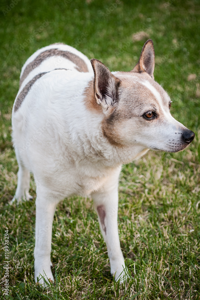 ein alter Hund schaut aufmerksam ein alter Hund schaut aufmerksam