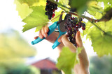 Ogrodnik zbiera owoce czerwonych winogron.