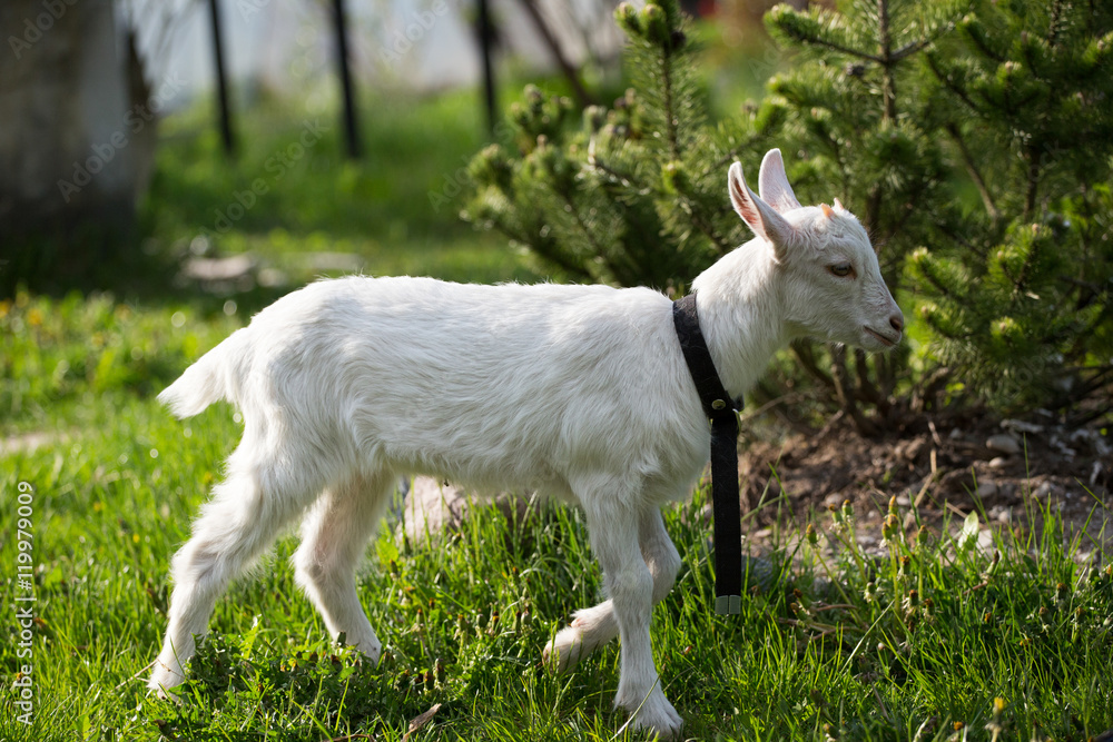 young goat in the grass, green grass, the little goat, the village young goat in the grass, green grass, the little goat, the village
