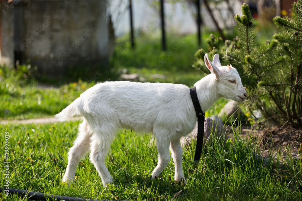 young goat in the grass, green grass, the little goat, the village young goat in the grass, green grass, the little goat, the village