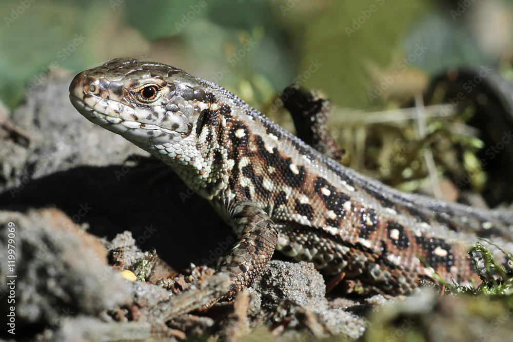 brown lizard on the sand close up, contrasting lizard brown lizard on the sand close up, contrasting lizard