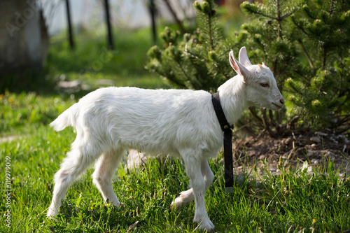 young goat in the grass, green grass, the little goat, the village