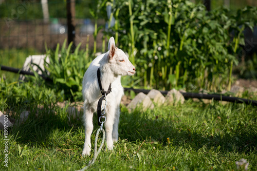young goat in the grass  green grass  the little goat  the village
