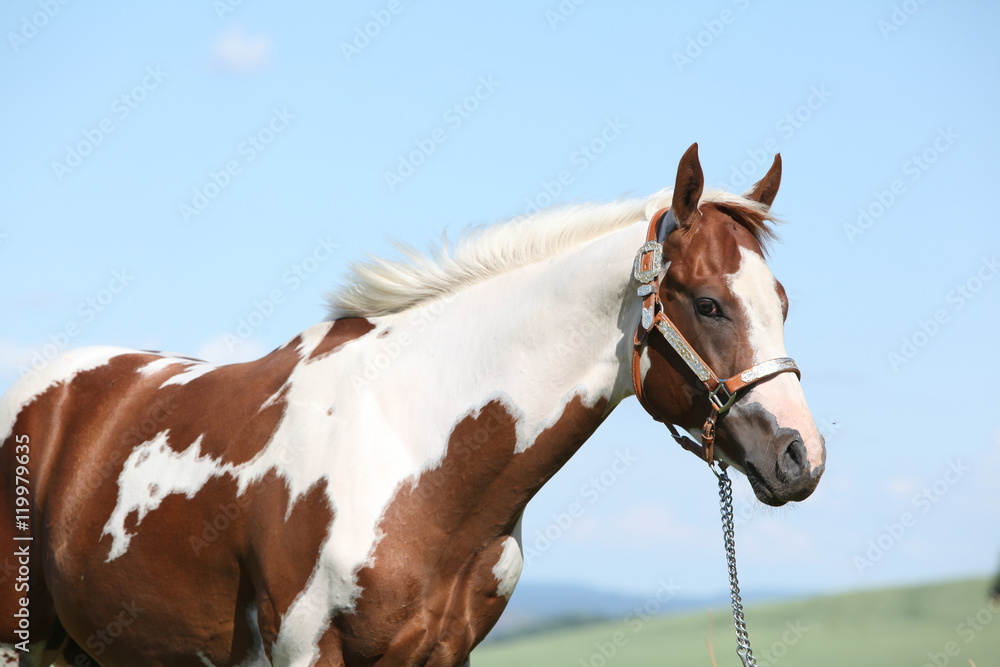Portrait of nice paint horse in summer Portrait of nice paint horse in summer