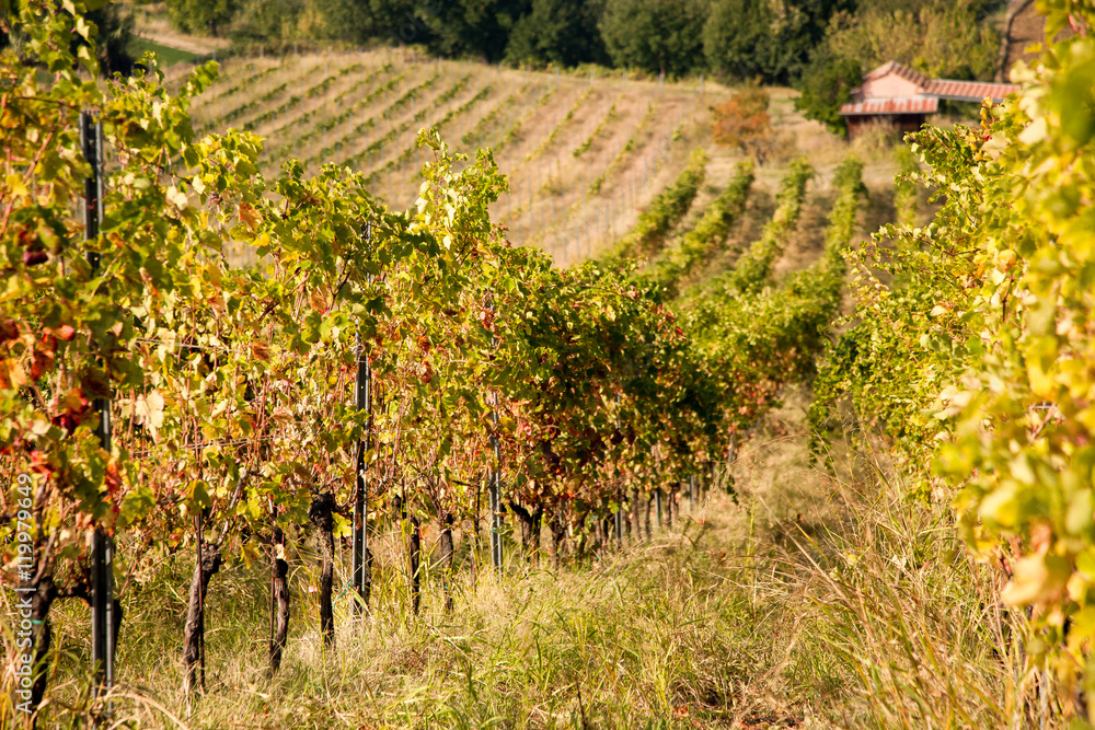 Vines in Piedmont