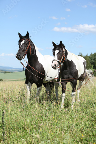 Two black and white paint horses together