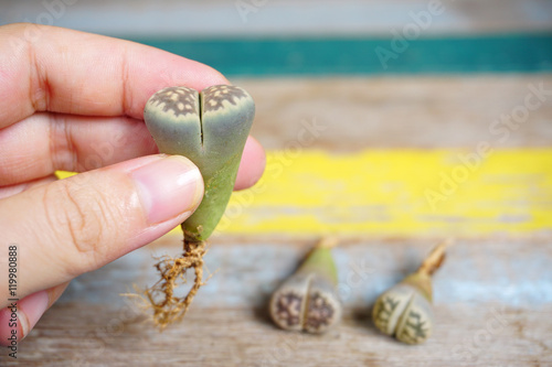 Lithops (Living stone), Cactus with bare roots before planting