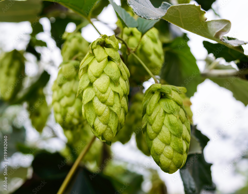 Green curling hop cones for beer production. Green curling hop cones for beer production.