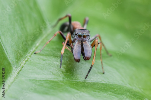 Male ant mimicking spiders on green leaf © PK4289