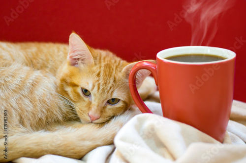Fototapeta Naklejka Na Ścianę i Meble -  cat cafe, a cat with a cup of coffee
