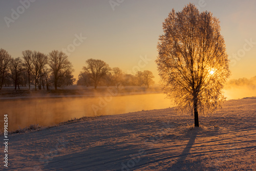 Fog at the Elbe river near Torgau during a winter sunrise. Focus on tree