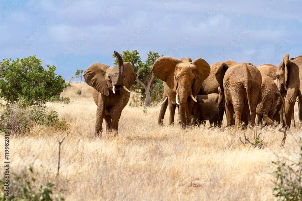 Fototapeta premium Group of elephants in the Savana, Tsavo National Park, Kenya