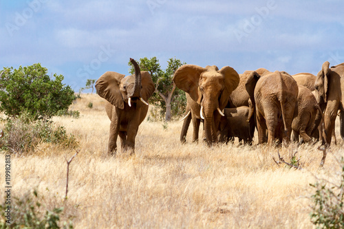 Group of elephants in the Savana, Tsavo National Park, Kenya