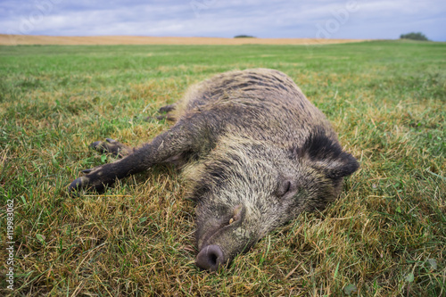 Canvastavla Schlafendes Wildschwein auf der Wiese - Sleeping wild boar in the meadow